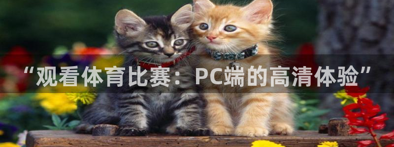 飞速直播视频直播：“观看体育比赛：PC端的高清体验”