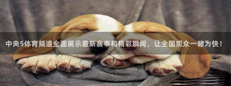 飞速直播在线：中央5体育频道全面展示最新赛事和精彩瞬间，让全国观众一睹为快！